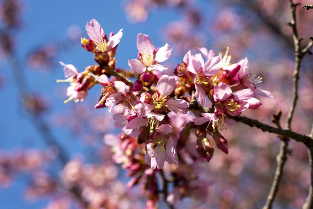 A photo of Prunus × incam ‘Okame’ (Japanese flowering cherry) blooming at Brooklyn Botanic Garden.